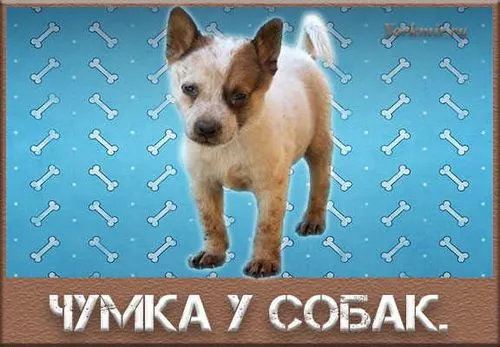 як лікувати легеневу чуму