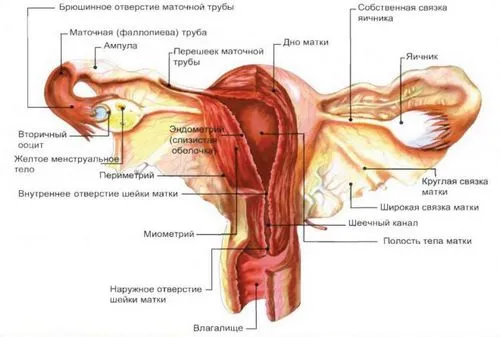 як лікувати хворобу ендометріоз