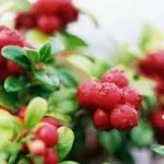 як лікувати псоріаз грибом веселка