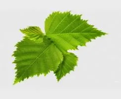 гепатит ц як його лікувати