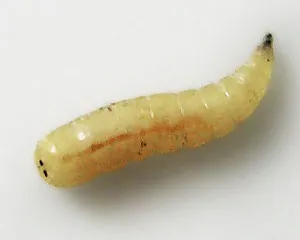 кісти