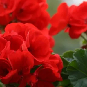 як лікувати отит геранню