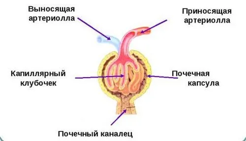 гідрокалікоз нирок