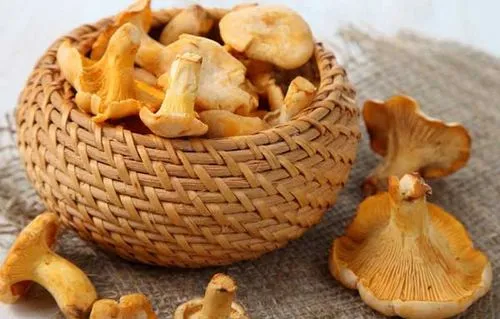 як лікувати печінку лисичками