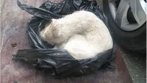 як лікувати похмілля після запою