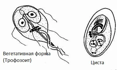Як лікувати лямблії трихополом як лікувати лямблії трихополом