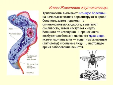 як вилікувати глисти в голові