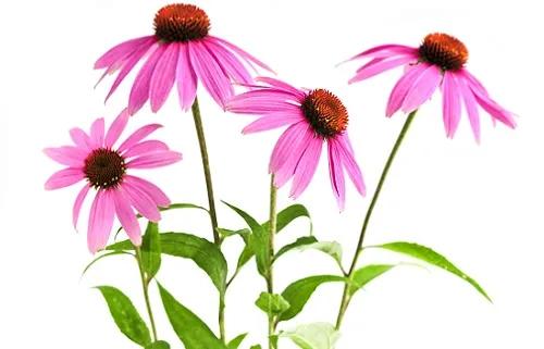 як лікувати сечовий міхур в домашніх умовах у чоловіків
