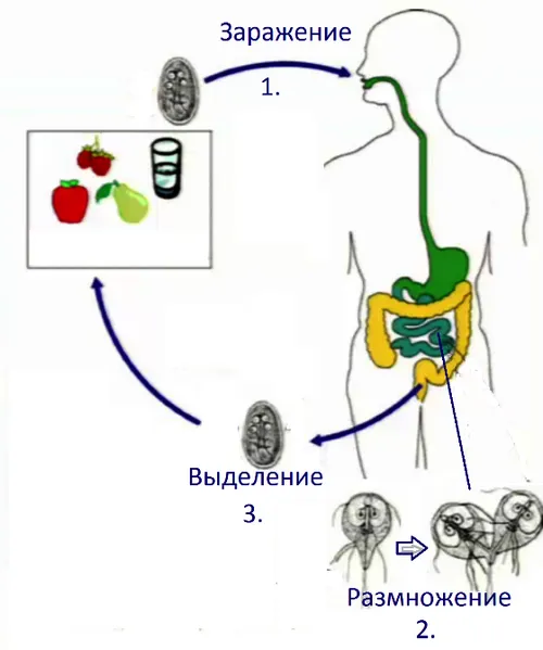 Як лікувати лямблії трихополом як лікувати лямблії трихополом