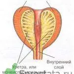 як лікувати уреаплазму у чоловіків