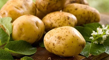при гастриті користь лікування шкоду при підвищеній кислотності як пити як приймати протипоказання для шлунка відгуки натщесерце при яких захворюваннях рецепт властивості скільки пити при печії при міомі свіжовичавлений як правильно дію з медом що лікує склад для схуднення