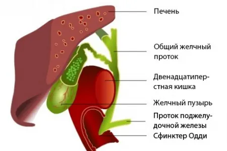 як лікувати камені в жовчних протоках