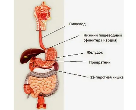 як вилікувати хронічний гастрит лікувати чи можна лікування симптоми у дорослих