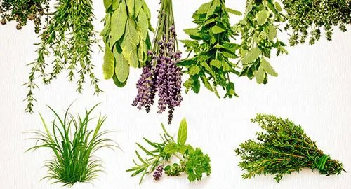 як лікувати холецистит травами