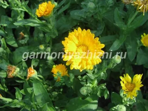 як вилікувати ангіну будинку