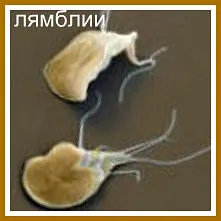 описторхозе