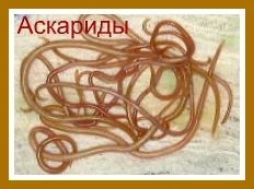 антіглістное