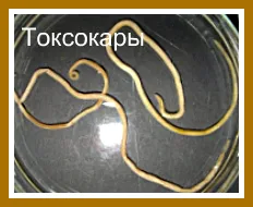лямблії аскариди токсокар