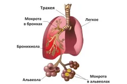 мій педіатр