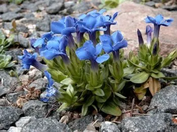 як лікувати ерозію шлунка в домашніх умовах