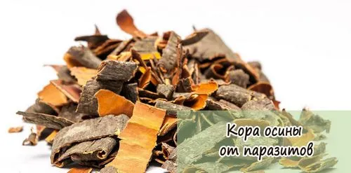 як лікувати опісторхоз корою осики