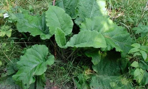 як лікувати артроз колінного суглоба в домашніх умовах