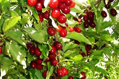 як лікувати геморой кизилом