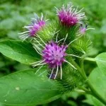 як лікувати легкі народними методами