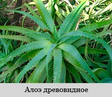 як лікувати остеохондроз народними методами