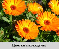 лікування остеохондрозу народними засобами