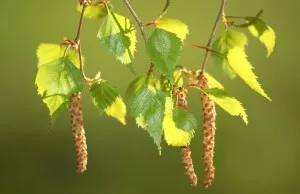 як лікувати рак матки народними засобами