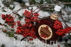 як лікувати печінку горобиною