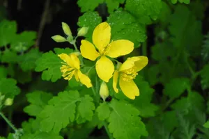 як лікувати псоріаз травами
