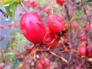як лікувати печінку шипшиною