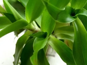 як лікувати псоріаз золотим вусом