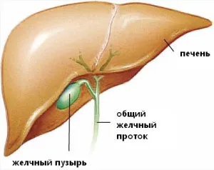 як лікувати печінку прополісом