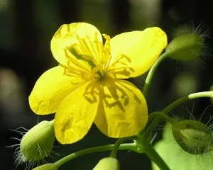 народні засоби від поліпів у кишечнику