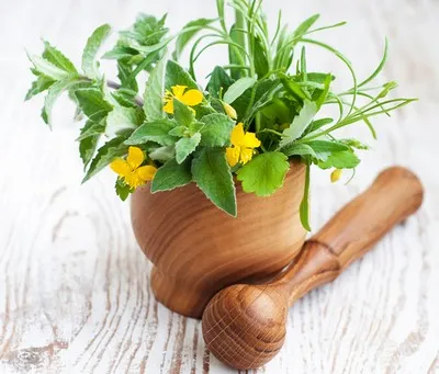 як лікувати печінку чистотілом