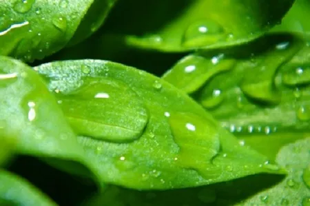 як лікувати кісту нирок народними методами