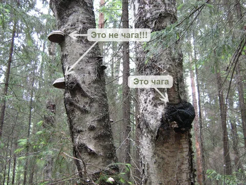 підмор