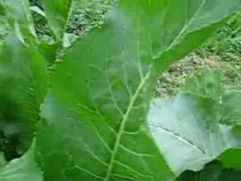 як лікувати печінку хріном