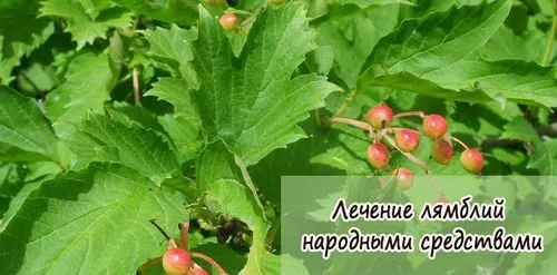 як лікувати лямбліоз у дітей народними засобами