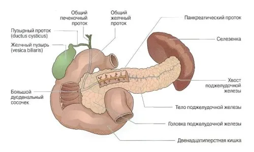 як лікувати печінку і підшлункову