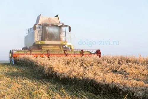 як лікувати нирки вівсом