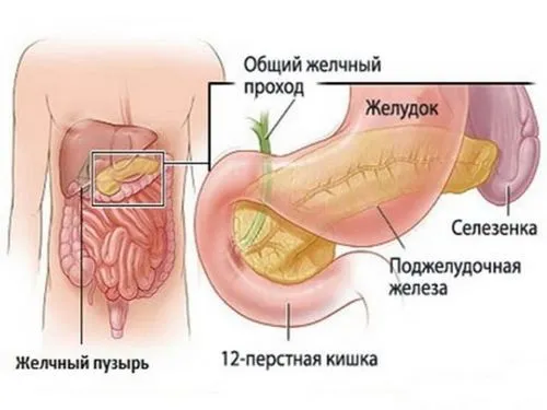 як лікувати печінку хріном