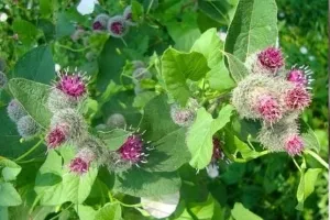 як лікувати мастопатію лопухом