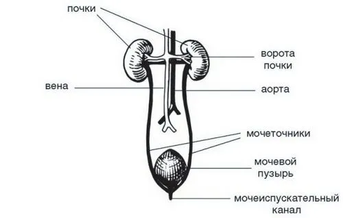 ніж лікувати сечовий міхур в домашніх умовах