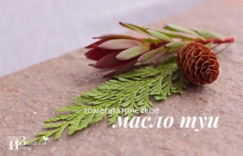 як лікувати аденоїди маслом туї