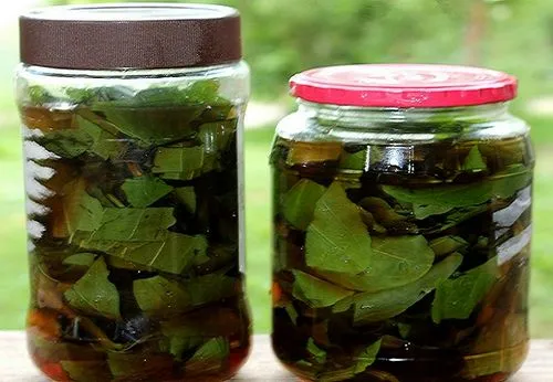 як лікувати нирки і сечовий