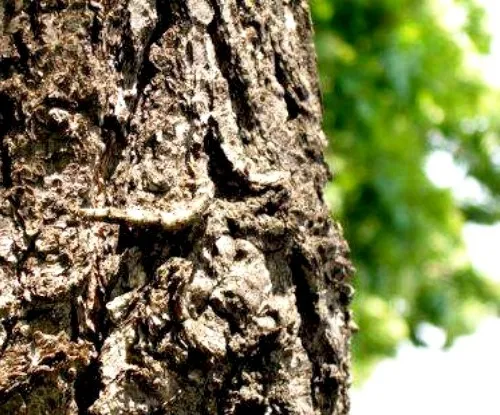 як лікувати уретрит у чоловіків